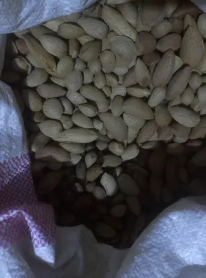 لوز مر للزراعه والعطارة لاصحاب المشاتل والعطارة حجم كبير
