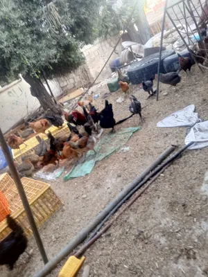 موجود 39 جاجه بلدي بياض لسا فتوح الهم شهر ونص ببيضو عمرهم 10 شهور كفالا بيض
