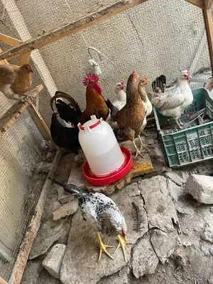 7دجاجات وديج للبيع كلهم بياضات عدا وحده عله وجه بياض تفاصيل بل وصف