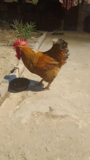 ديج للبيع بي مجال
