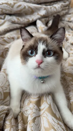 ( راغدول ) , pure Ragdoll cat