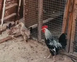 للبيع دجاج دندرواي كويتي اصلي