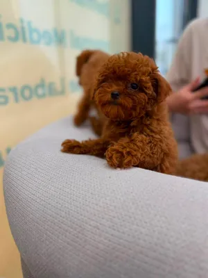 Toy Poodle