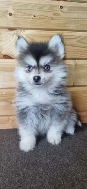 Pomsky puppy