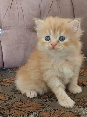 شيرازي عمر شهرين تقريبا نظيفه جدا