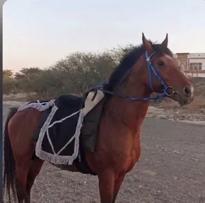 حصان عربي اصيل