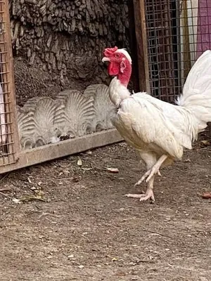 دجاج : ديج ابو ركيبة العدد 11 ديج