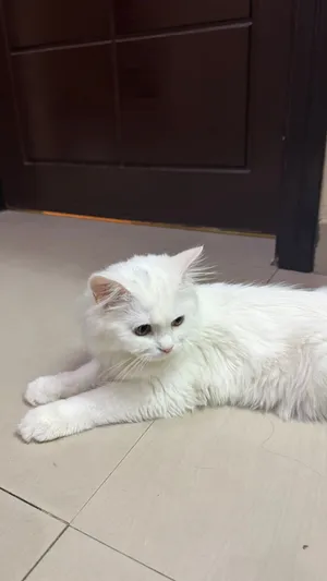 قطه شيرازيه بيور 6 شهور ب40 ريال