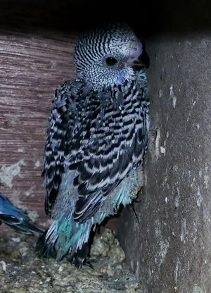 Beautiful  budgie chicks available