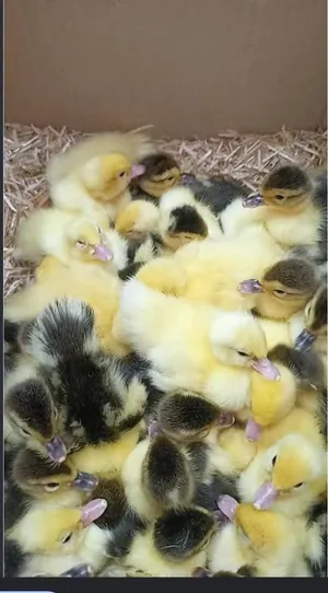 مطلوب بطه مصري في صلاله