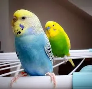 عصافير عشاق للبيع