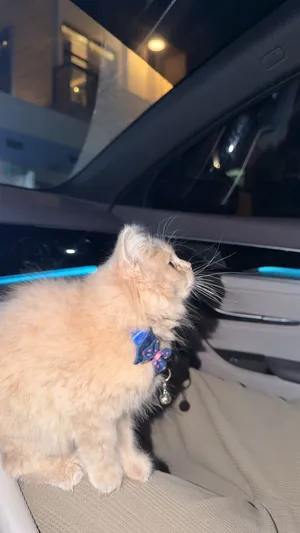 450 Persian cat