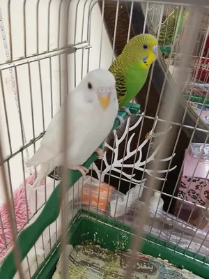 عصافير حب عصافير حب