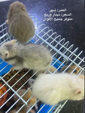 هامسترات جميع الالوان والاشكال بدينار واحد فقط