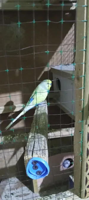 طيور الحب للبيع اقره الوصف