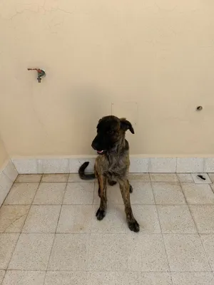 Dutch shepherd for mating/breeding راعي هولندي للتزاوج والتكاثر
