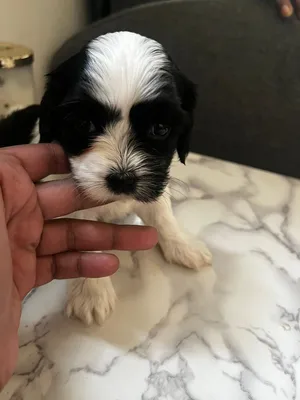 Cockapoo up for sale