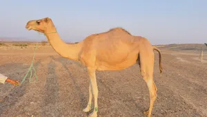 ناقه للبيع