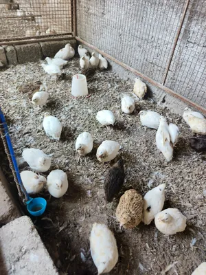 سمان تهجين تكساس