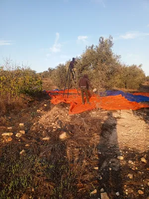مطلوب زيتون ع ثلث أو ع نص ع الشوال