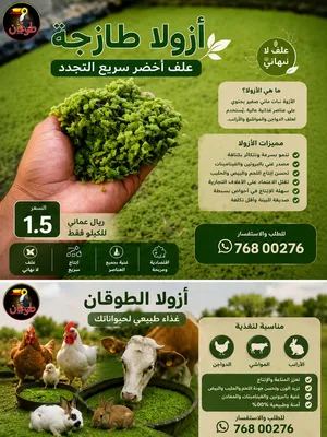 نبتة الأوزولا علف لا نهائي الوصف مهم