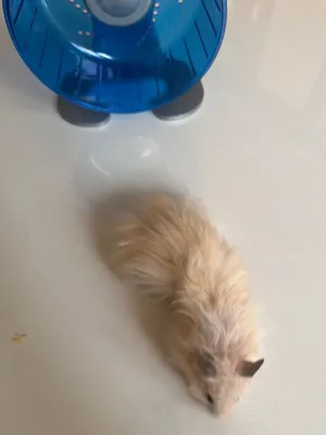 Syrian male hamster