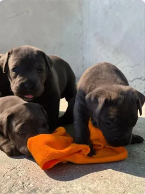 cane corso puppies