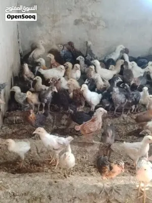 دجاج للبيع