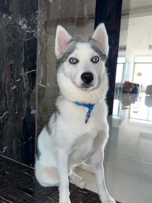 Siberian Husky
