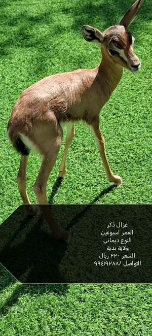 غزال ديماني