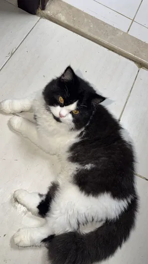 قط شيرازي ذكر ( مخصي ) للتربية Male Persian cat (neutered) for sale for breeding