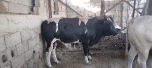 عجول عراقي كله مكفول بل ذمه