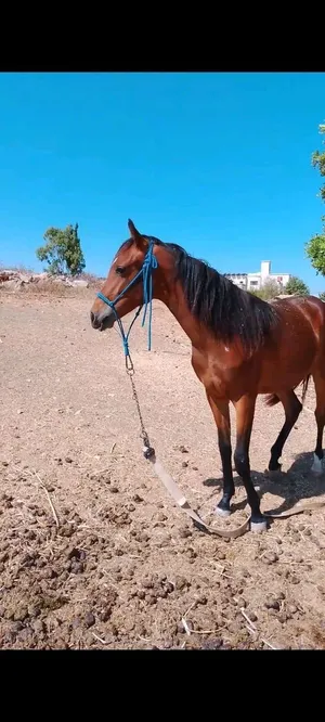 مهرة عربية من الخيل القديمة