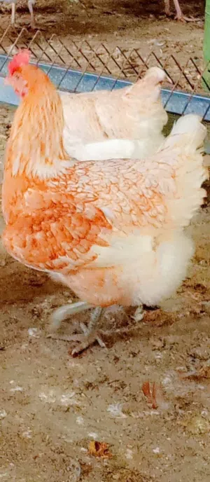 بيض دجاج لوهمن براون خط أول