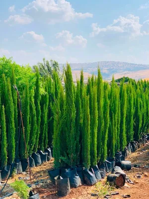 بيع سرو ايطالي توتال ارتفاع متر و70 وأكثر عروضنا 5 دنانير شامل التوصيل الى جميع انحاء المملكة