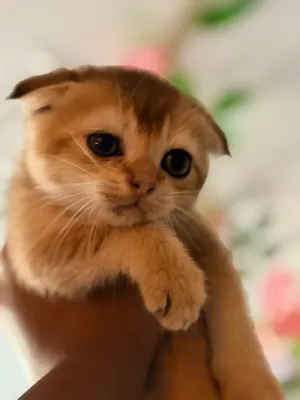 Golden Chinchila kittens
