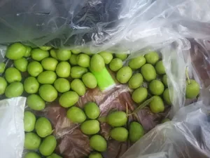 زيتون بلدي ونبالي