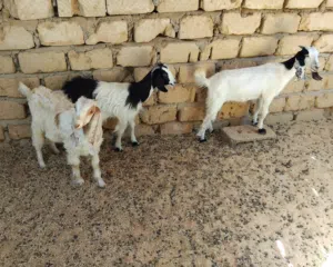 بسم الله  توكلنا على الله   3 عنايق للبيع السعر المطلوب 650 دينار الواحدة أعمارهم حوالي 4 شهور