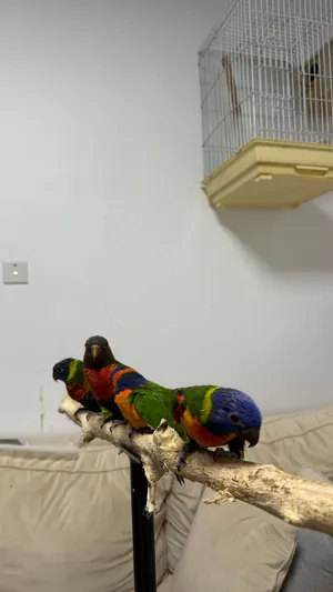 لوري رينبو ولوري زيتوني للبيع  Rainbow & Olive Lorikeets For