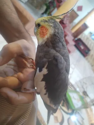 طير كوكتيل للبيع كلام والافه طالب تزاوج يتكلم