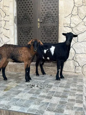 عنزين البينو صحه ونضافه