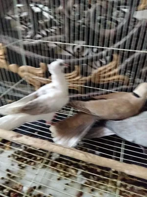 يا كريم جوزين + باجري ثلاث اجواز
