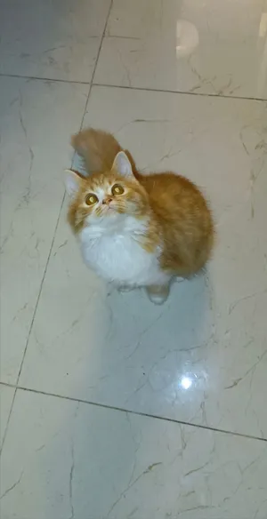 Persian/ British Longhair