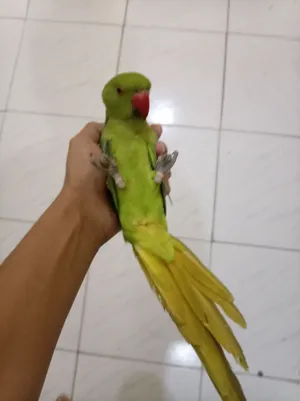 طير دره اليف للبعي في