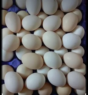 بيض عرب ملقح ميه بالميه شرط التلقيح..