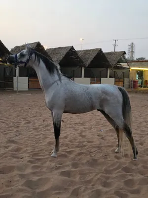 حصان عربي منتج لي خيول الجمال