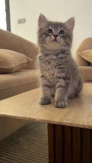 Ragdoll cat
