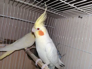 قص كوكتيل لاتيني شغال