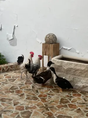 بطتين وديكين للبيع فالخبيصي