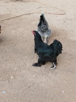 براهما للبيع